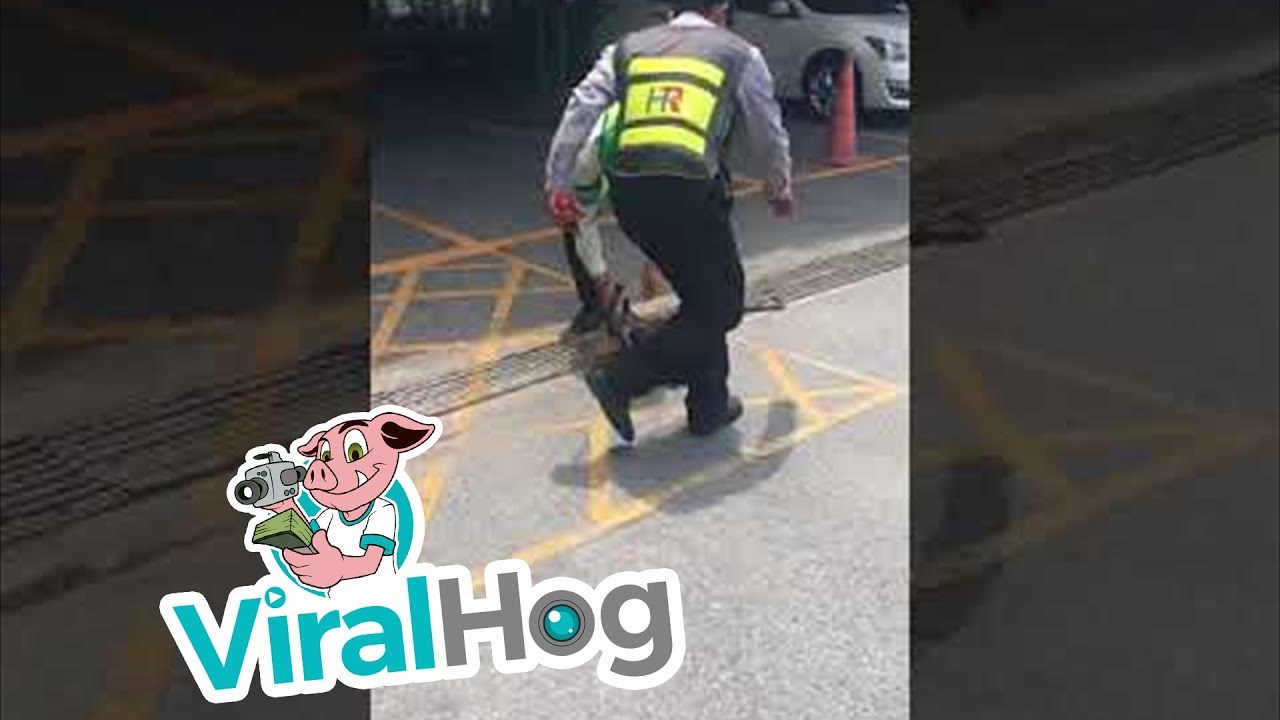 SPAS U POSLJEDNJI TREN Radnici su ugledali mačku koja se našla u ozbiljnim problemima