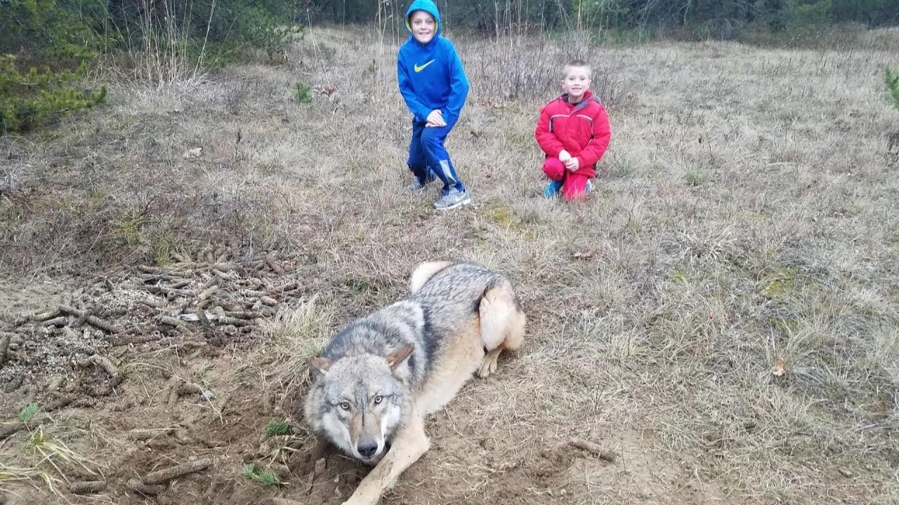 HRABAR POTEZ Dok je s djecom bio u šumi, ugledao je vuka u zamci te mu odlučio spasiti život