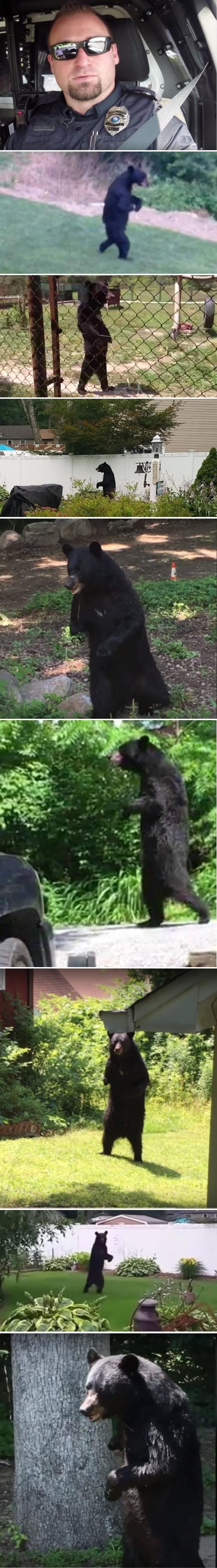 Policajac se smijao priči o hodajućem medvjedu, no onda je shvatio da je trebao poslušati ljude