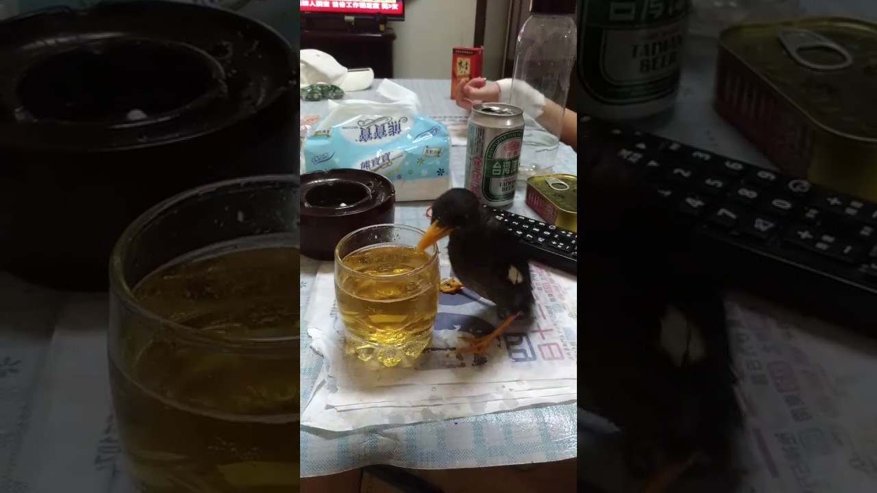 VIDEO Čovjek udomio ptičicu koja je ispala iz gnijezda, ona počela "krasti" njegovo omiljeno piće