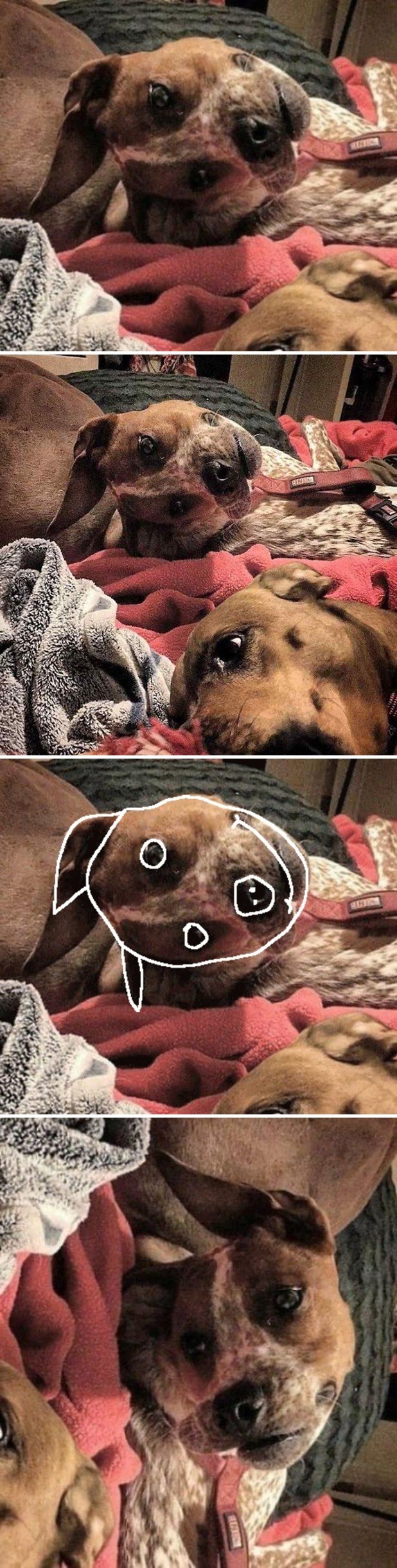 Više od polovice ljudi ne skuži ovu sliku na prvi pogled, što je na njoj i u čemu je tajna?