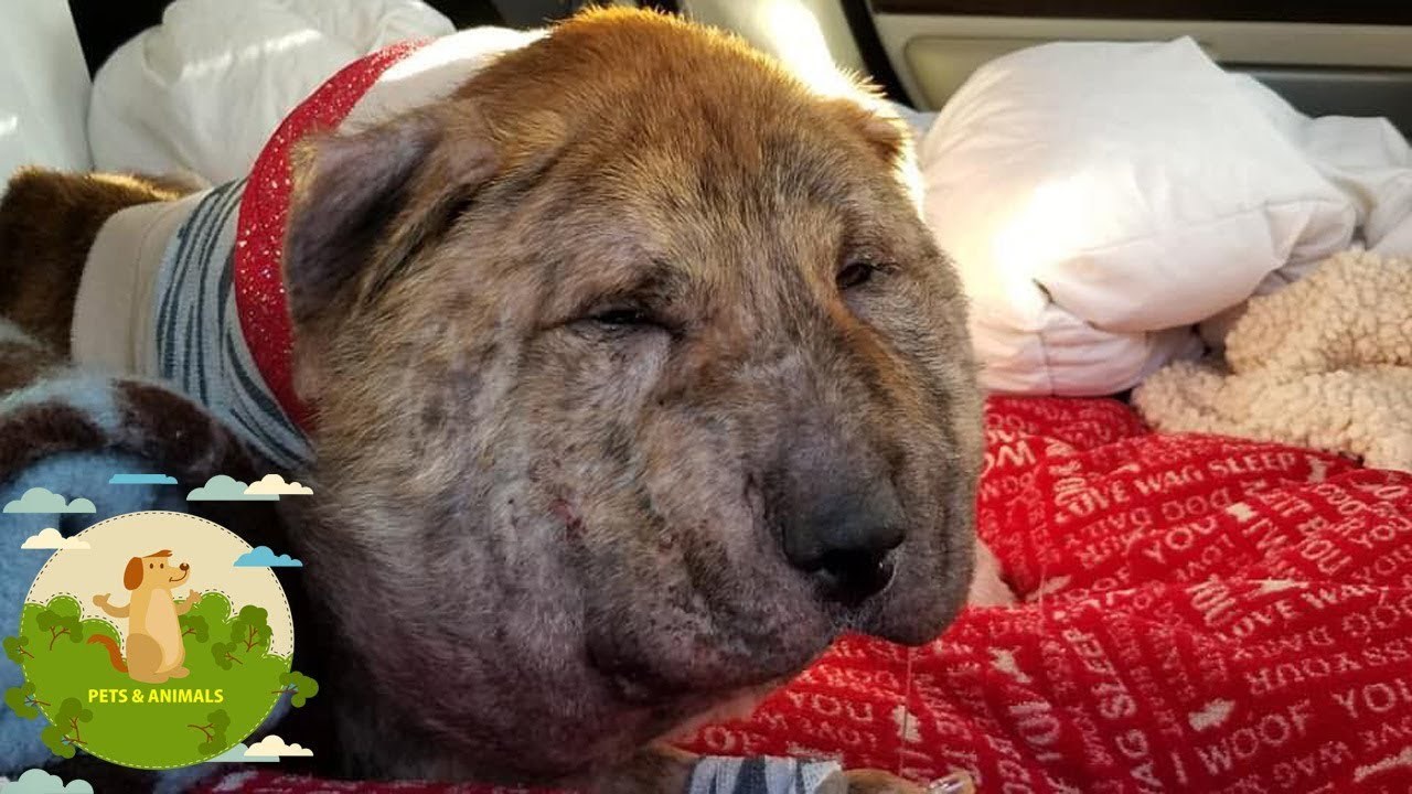 Pronašli su psa u katastrofalnom stanju, nije im trebalo puno vremena da učine jedinu ispravnu stvar