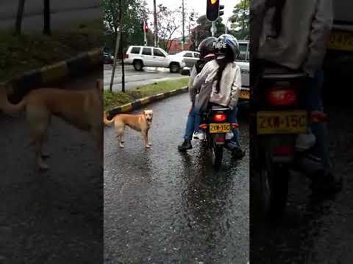 Vlasnici su svoga psa ostavili na cesti kao da je smeće, njegova reakcija će vam slomiti srce