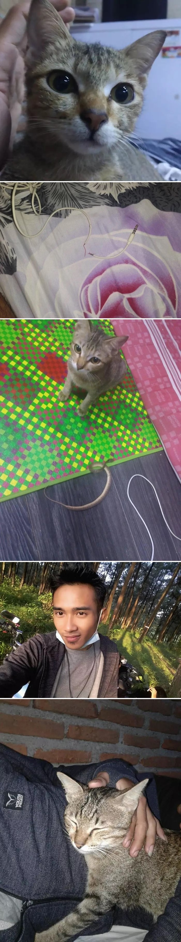 Vlasnik se nije mogao ljutiti na mačku kad je vidio što je učinila nakon što mu je izgrizla kabel