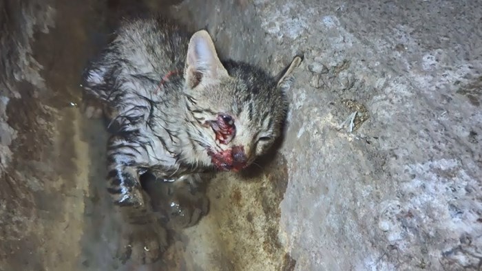 VIDEO Ranjeni mačić već je bio odustao od života. Pronašli su ga ljudi i napravili jedinu ispravnu stvar