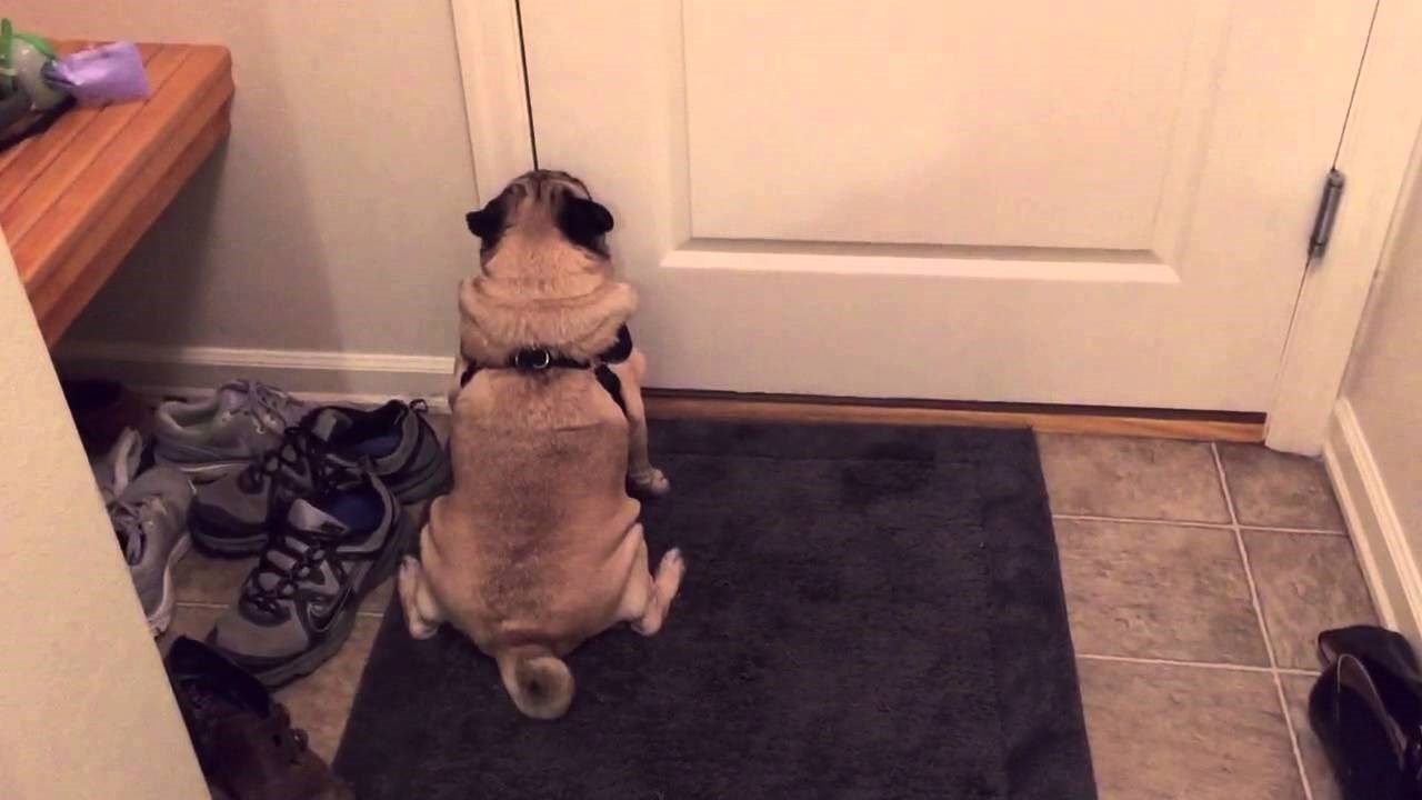 Psić je bio razočaran kad je vlasnica otišla bez njega, njen brzi povratak izazvao je preslatku reakciju