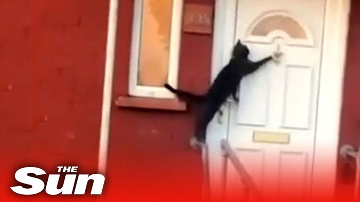 VIDEO "Najpristojnija mačka na svijetu" postala je viralni hit nakon što je netko snimio što je učinila