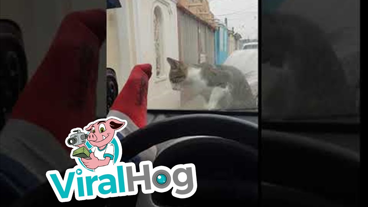 SVE SE VRAĆA, SVE SE PLAĆA Muškarac je plašio mačku pa ubrzo shvatio da je to bila jako loša ideja