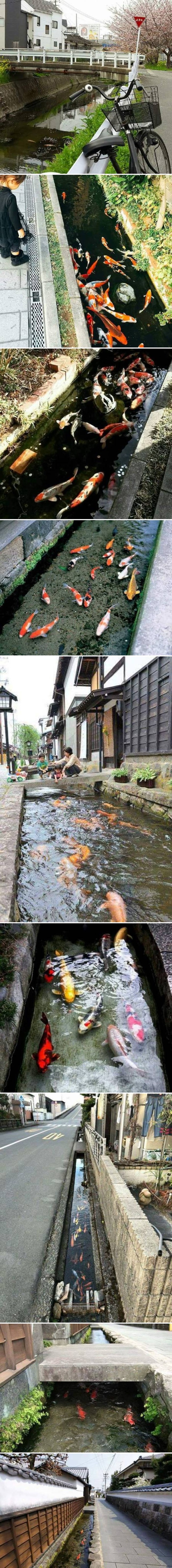 Oduševit ćete se kad vidite kako izgleda potok u jednom japanskom gradu