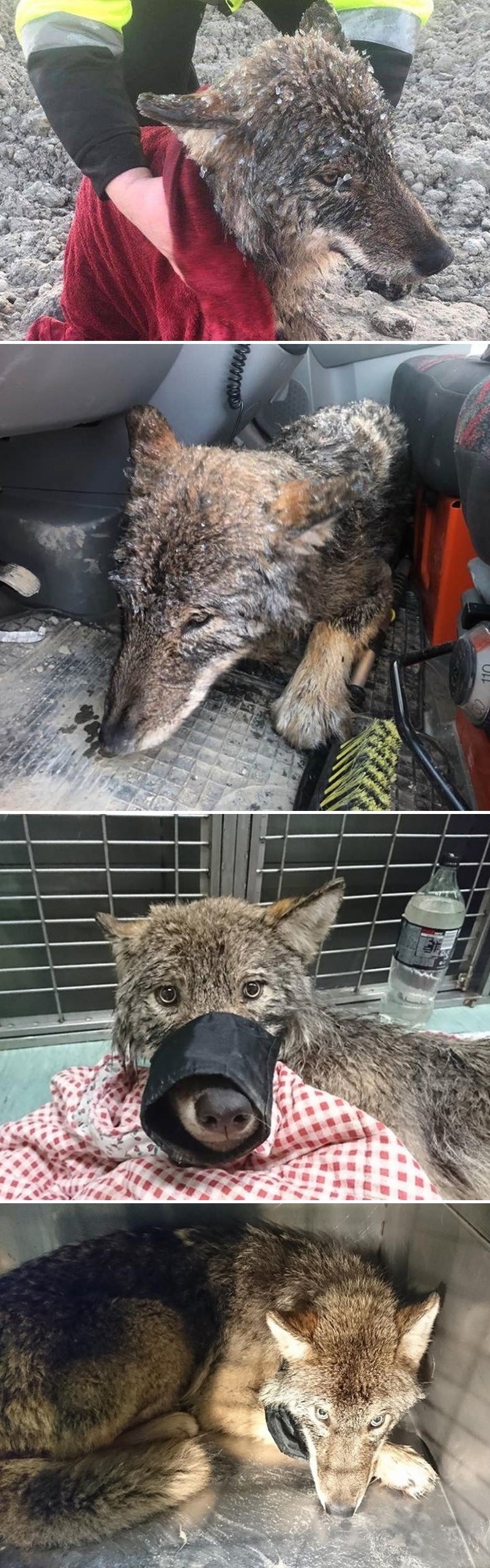 Radnici su mislili da su spasili pothlađenog psa, kasnije su saznali nešto što je iznenadilo čak i veterinara