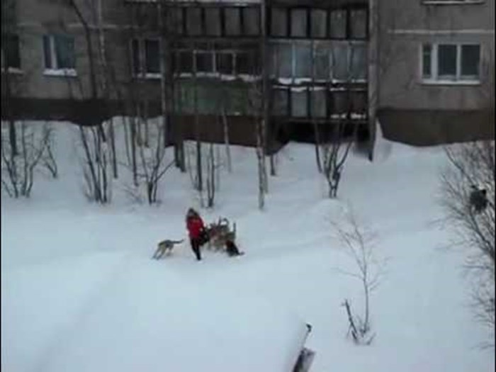 VIDEO Ženu je napao čopor divljih pasa, a onda je došlo do neočekivanog obrata