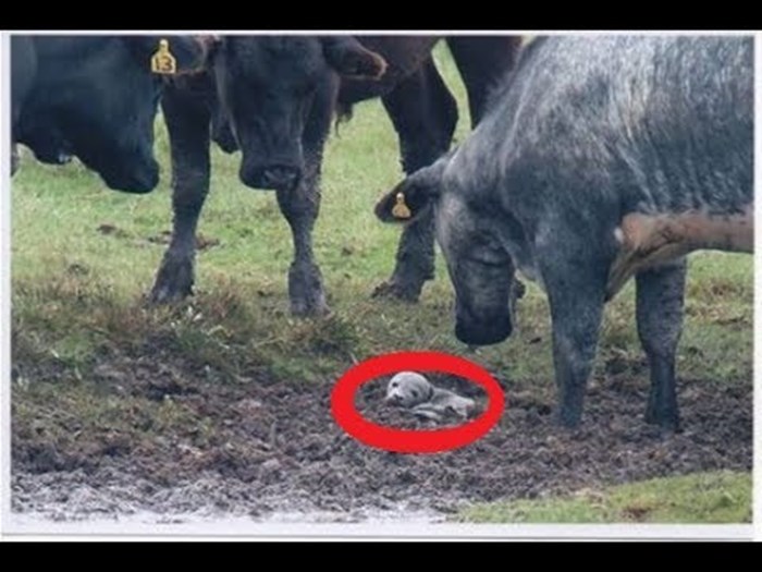 Muškarac ugledao krave koje stoje u krugu i promatraju blatnjavu lokvu, nije mogao vjerovati što je bilo u njoj