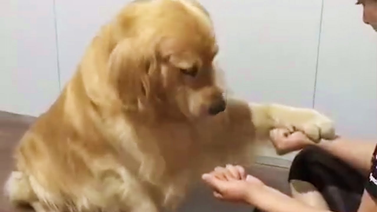 Zlatni retriver nikako ne može pogoditi u kojoj su ruci poslastice, njegova reakcija će vam biti preslatka