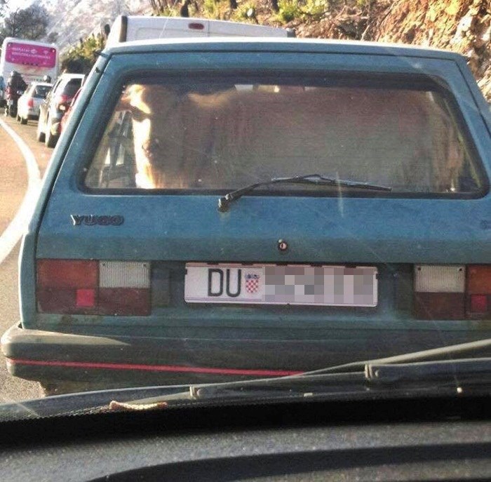 Na cesti se stvorila kolona, malo tko je primijetio što se krije u jednom od automobila