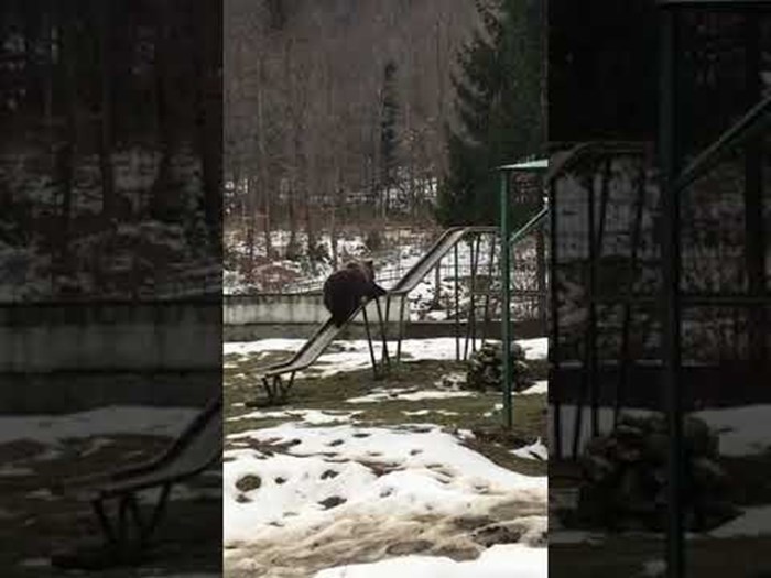 VIDEO Odrasli medvjed posjetio je dječje igralište, očevici su iz sigurne daljine primijetili zanimljiv detalj