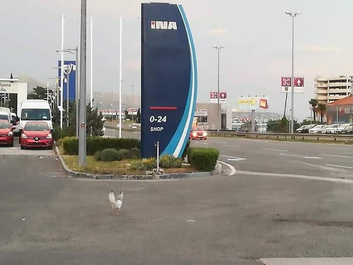 Vozače je na ulazu u benzinsku postaju dočekao neobičan gost koji se nikako ne uklapa u sliku
