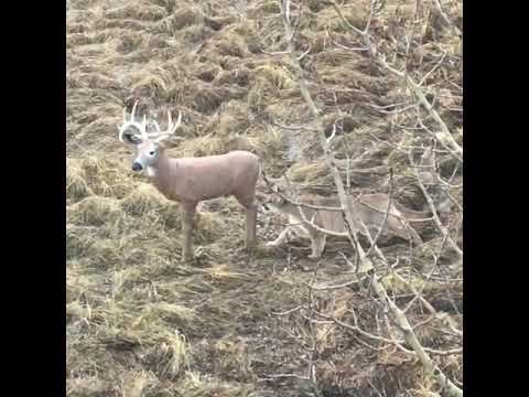 VIDEO Planinski lav je ugledao jelena, no njegov lov je završio na neočekivan način