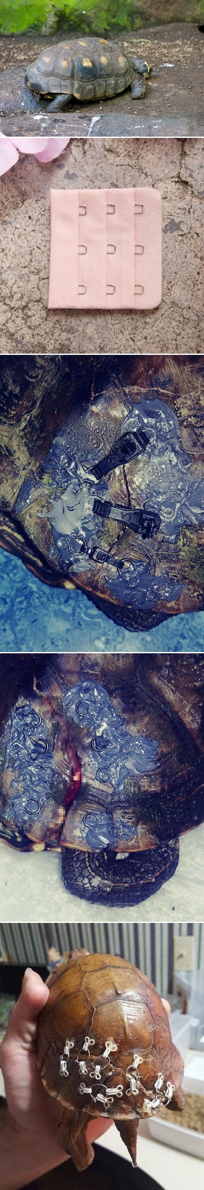 Žene su ovom skloništu za životinje počele poklanjati kopče od grudnjaka, a razlog je genijalan