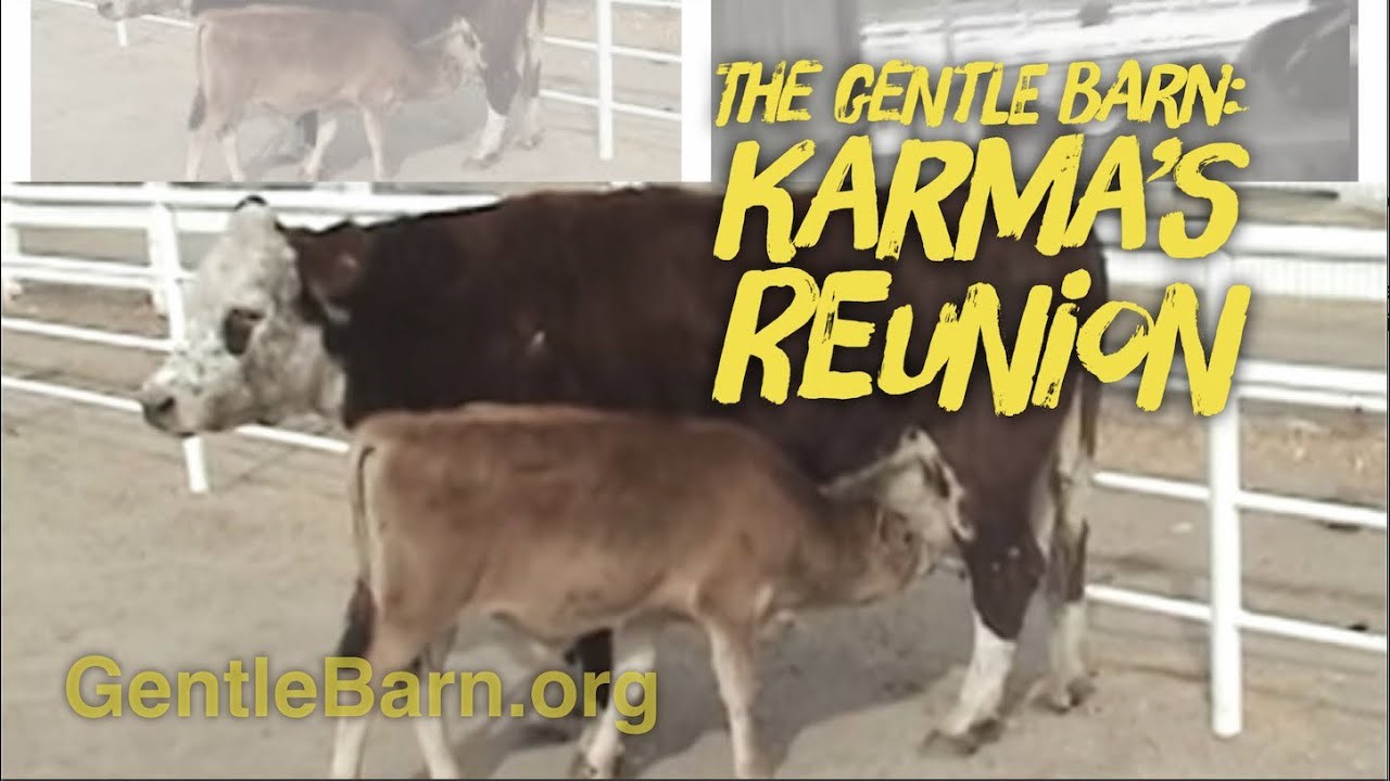 Kad je krava vidjela da joj vraćaju tele, snimili su dirljivu scenu koja dokazuje da su sve mame iste