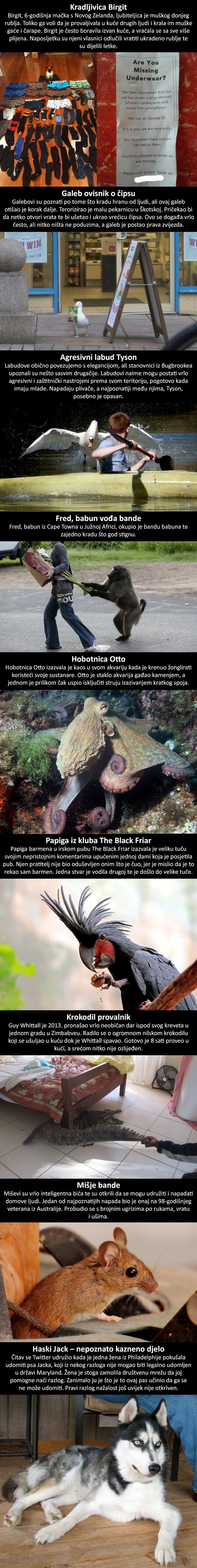 I životinje imaju svoju tamnu stranu: Devet životinja kriminalaca koje su uhvaćene na djelu!