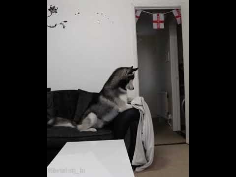 VIDEO Haski je ostao totalno zbunjen nakon što je njegova vlasnica izvela najjednostavniji mađioničarski trik