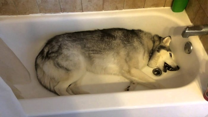 HASKI ŠTRAJKAO U KADI Vlasnica pronašla svog psa u kupaonici pa snimila njegovu urnebesnu reakciju