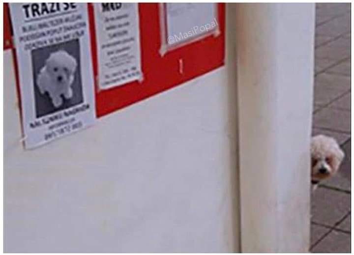 Netko je u gradu vidio oglas za nestalog psa, a onda je ugledao nešto zanimljivo