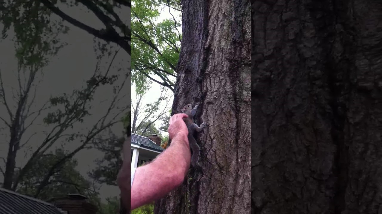 VIDEO Neuspjeli povratak vjeverice u prirodu slomio je srce obitelji, ne gledajte ako volite male životinje!