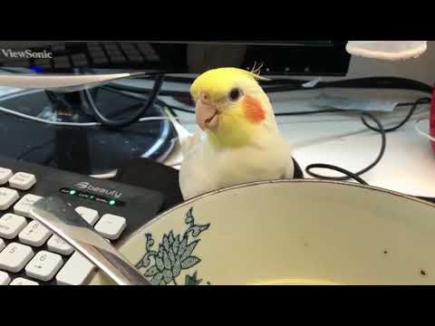 VIDEO Ptičica je djetetu pokušala ukrasti juhu, bila je ljuta kad ju je dijete spriječilo u tome