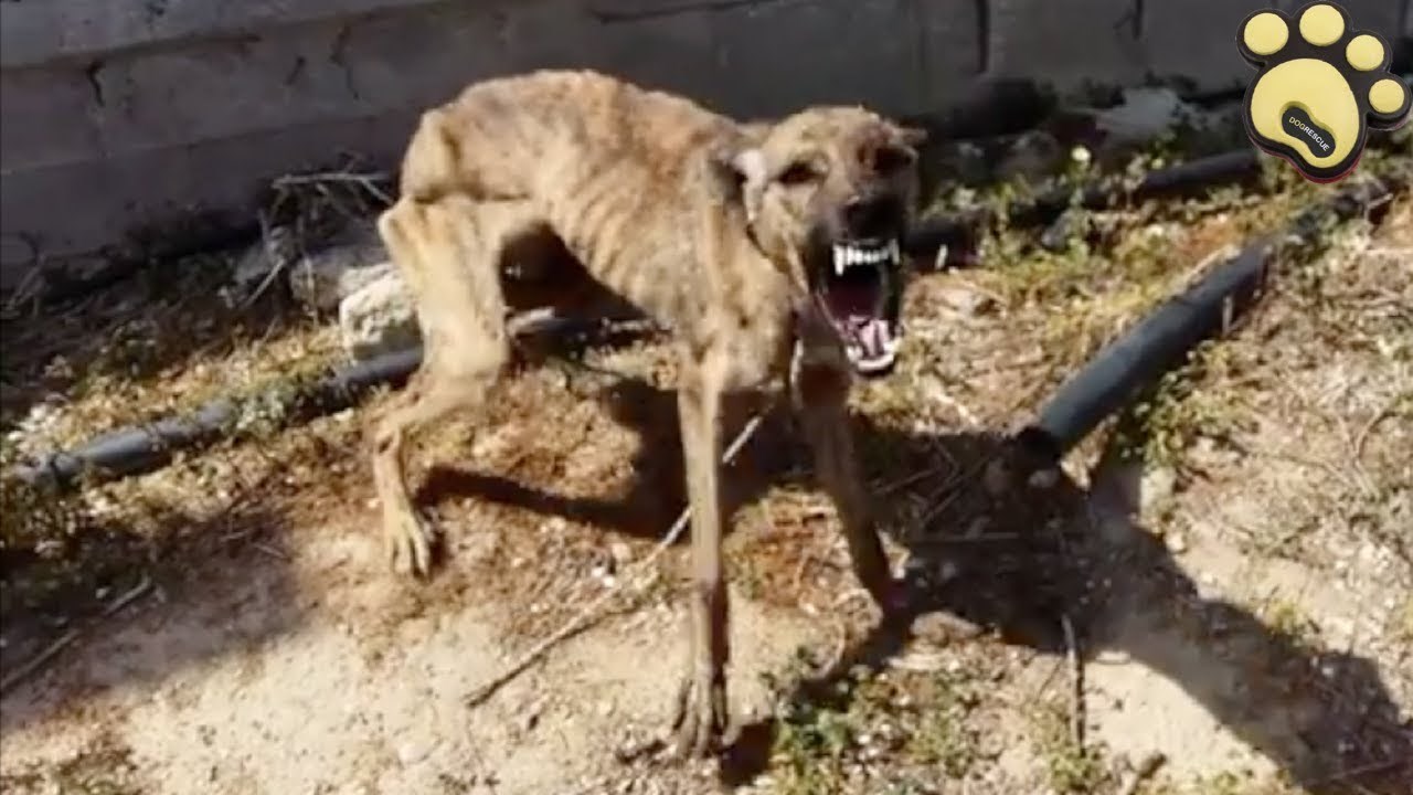 Kraj kontejnera su pronašli uplašenog hodajućeg kostura, pogledajte kako kujica Lena izgleda danas