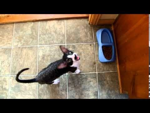 VIDEO Ovaj mačak je dobio ime po Hitleru, smijat ćete se kad vidite zašto