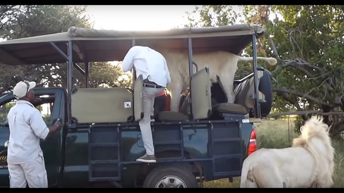 JEZIVO ISKUSTVO Studenti su uživali u Safariju sve dok u njihovo vozilo nisu uletjeli odrasli lavovi