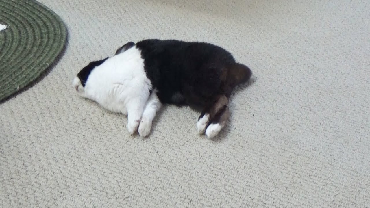 Vlasnik je snimao zeca kako spava, a onda su se snovi njegovog ljubimca doslovno pretvorili u stvarnost