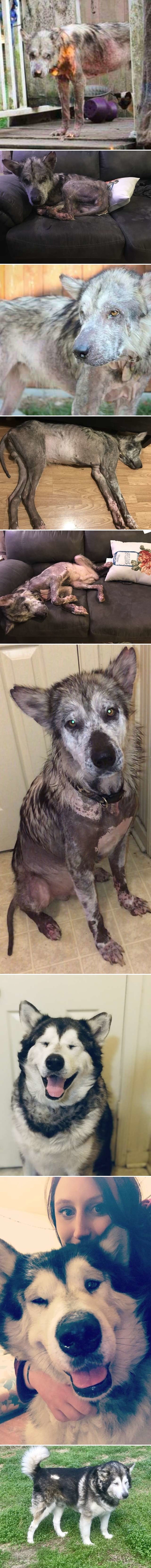 Ovaj pas je živio u pravoj noćnoj mori, danas izgleda potpuno drugačije