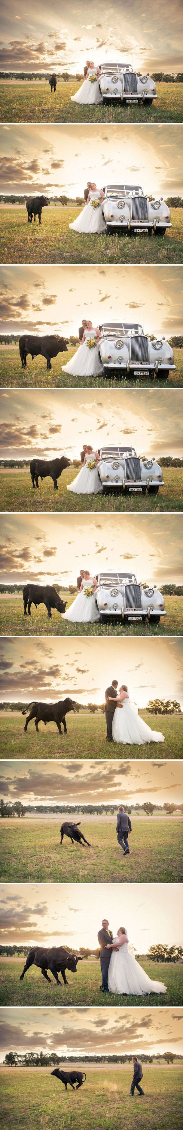 FOTKE ZA PAMĆENJE Par je pozirao za vjenčane fotografije, a onda se pojavio gost kojeg nisu očekivali