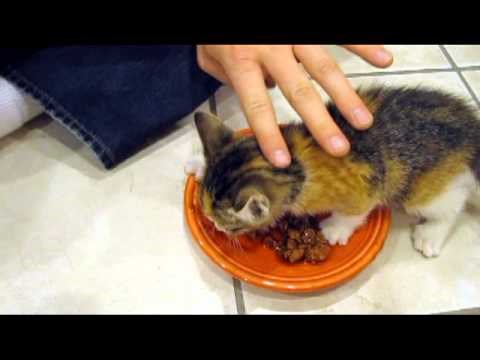 VIDEO Mačić je proizvodio preslatke "opasne" zvukove dok je branio hranu koju su mu dali vlasnici