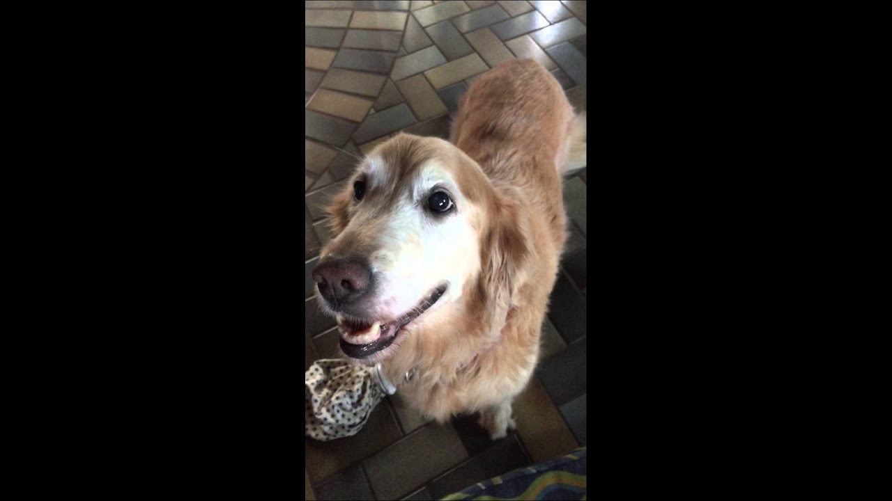 Vlasnica je svojoj ljubimici rekla da nema više rak, njena reakcija je osvojila internet