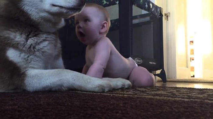 VIDEO Roditelji su snimili preslatku reakciju haskija kojeg je njihova beba došla pozdraviti