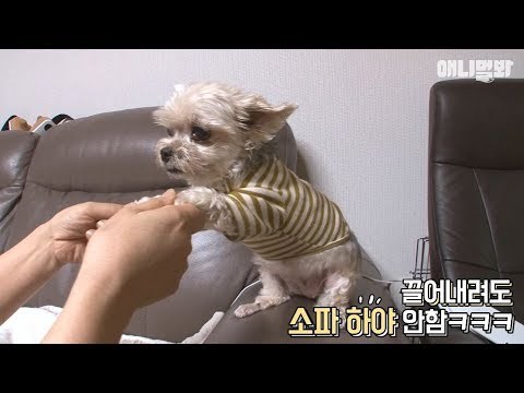 VIDEO Ovaj pas živi na kauču, ni pod koju cijenu ne želi sići s njega, a razlog će vas iznenaditi