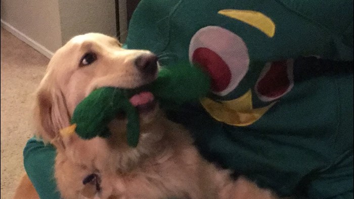 VIDEO Lik se obukao u najdražu igračku svoga psa, njegova reakcija ga je nasmijala