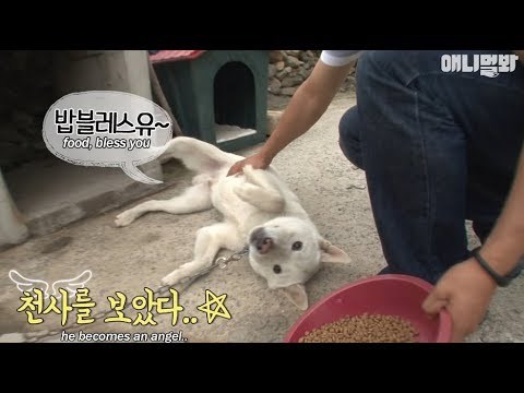 VIDEO Ovaj pas postane sav agresivan kad ga vlasnica pokuša nahraniti, a za to postoji tužan razlog