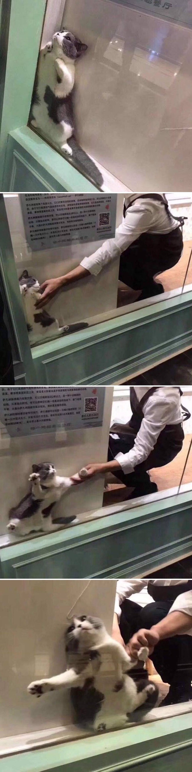 Mica maca je našla zanimljivo mjesto za odmor, nije ga htjela napustiti kad su došli po nju