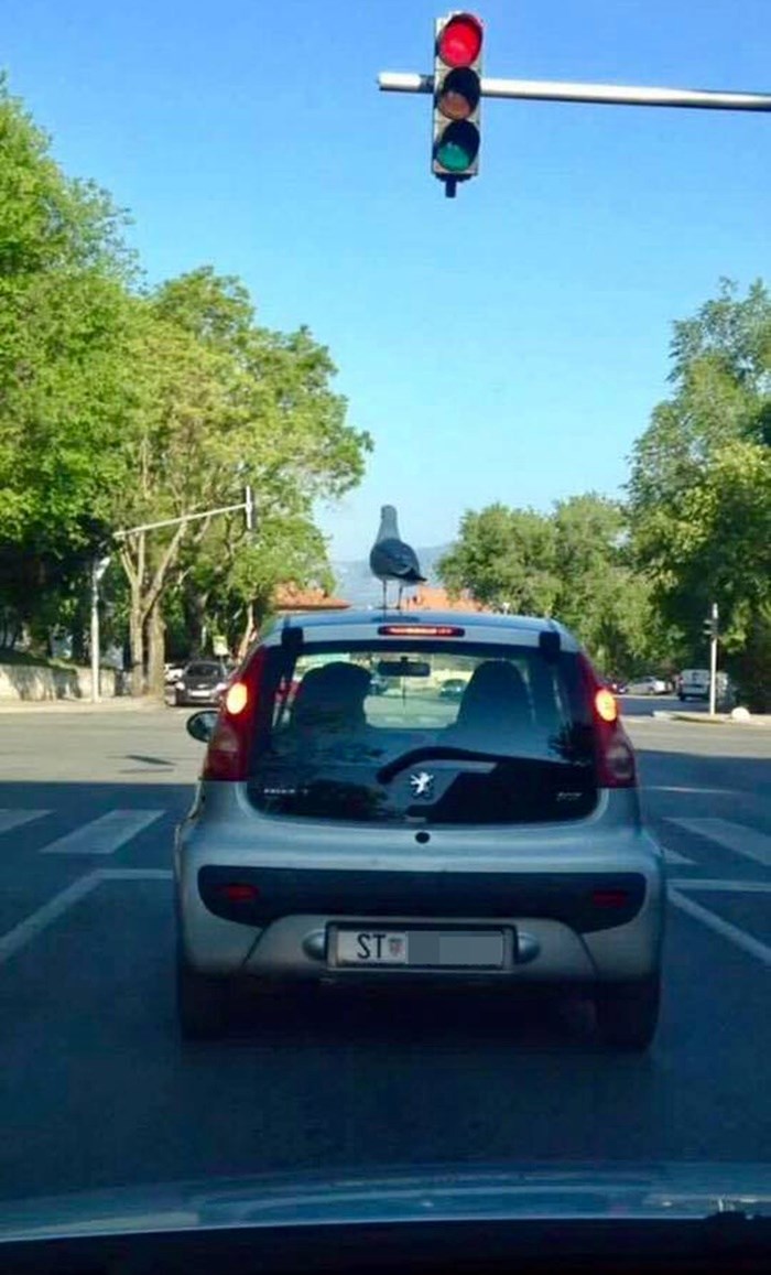 Dok je čekao na semaforu, Splićanin je ispred sebe ugledao zanimljiv prizor 