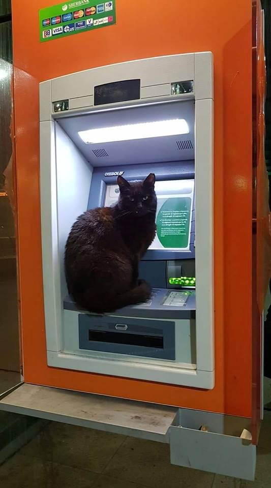 Netko je htio podići novac na bankomatu, no tamo ga je dočekao neočekivani gost