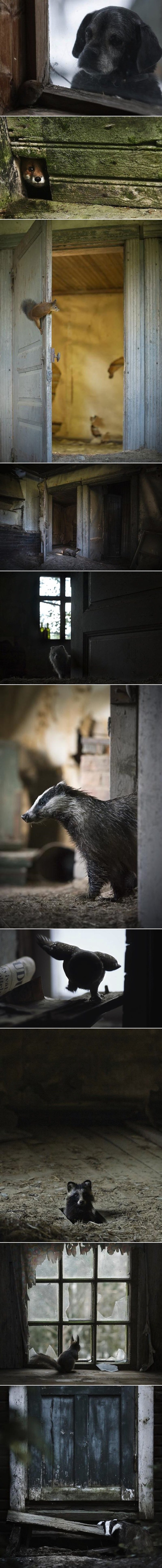Fotograf je postavio kamere u napuštenoj kući usred šume pa snimio neočekivane goste