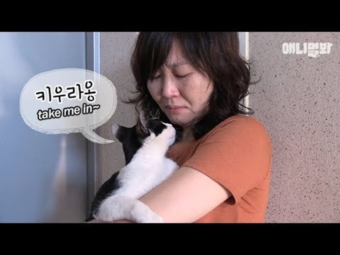VIDEO Stanarka ima stalnog gosta: "Ovo nije moja mačka, ali ona uporno dolazi živjeti u mom stanu!"