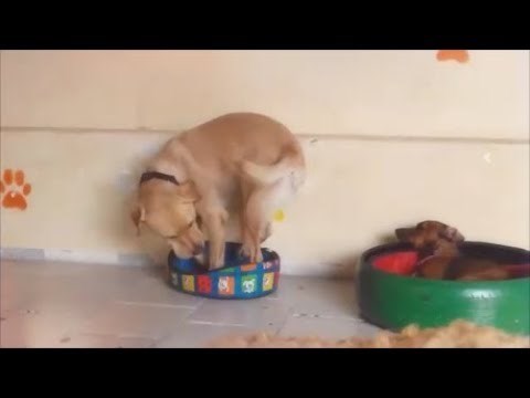 RAZOČARAN NAKON RAZMJENE Psi se zamijenili za ležajeve, onaj veći je ubrzo shvatio da to nije bila najbolja ideja