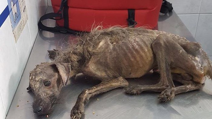 VIDEO Ovaj jadni pas izgledao je kao da je već mrtav, nećete vjerovati koliko se promijenio u par mjeseci