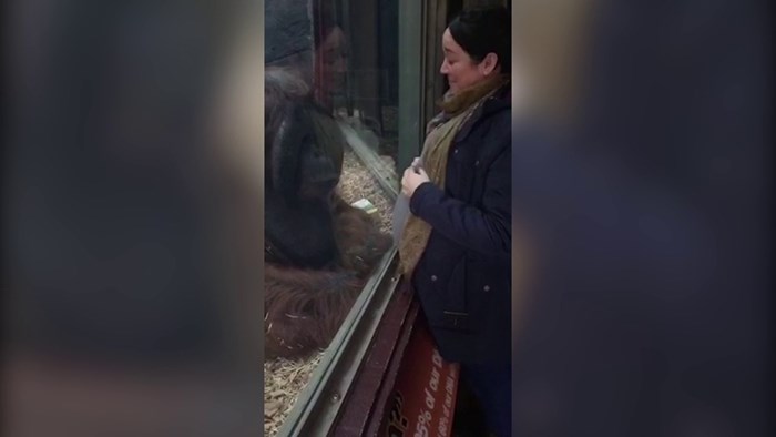VIDEO Zatvoreni orangutan raznježio sve prisutne kad mu je prišla trudnica