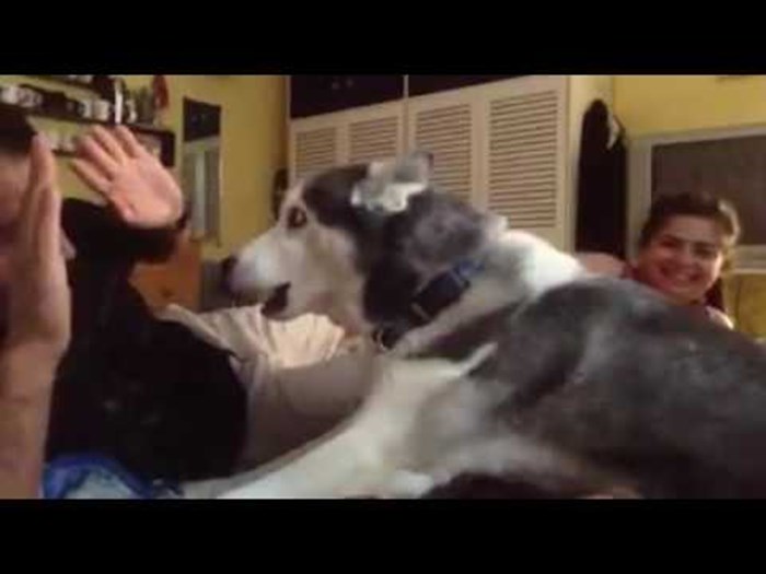 VIDEO Pas se oštro protivi obiteljskom nasilju, pogledajte kako je reagirao na tatine "udarce"